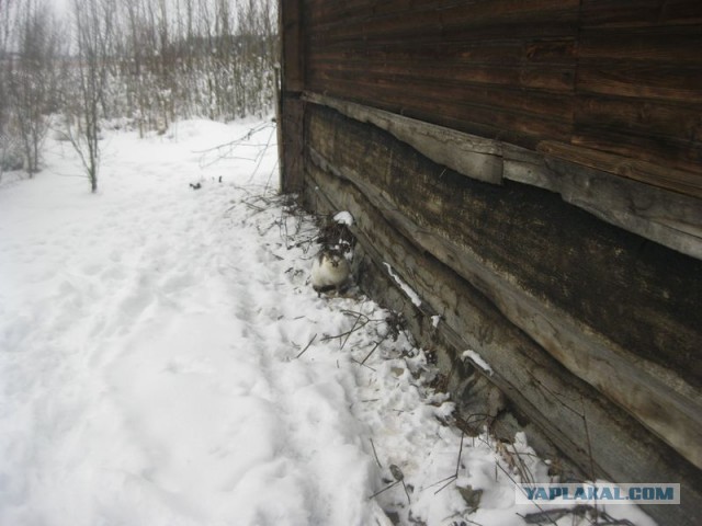 Жизнь домашнего приюта для котеек 380