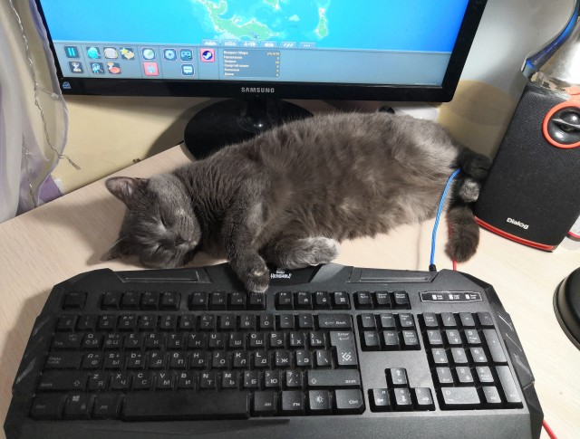 Котики не имеют национальности!!