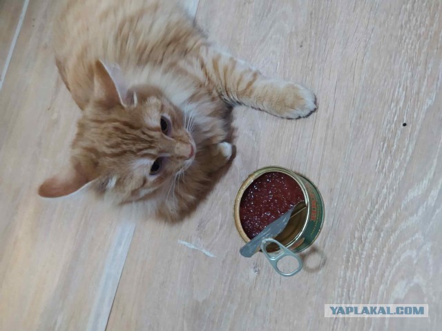 Котовторник вроде.