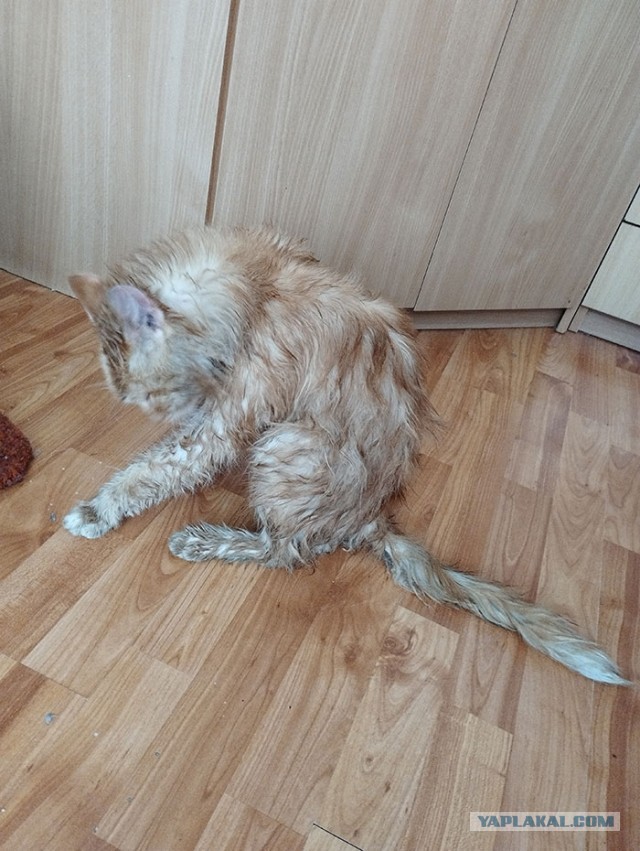 Рыжий кот - третий не лишний!