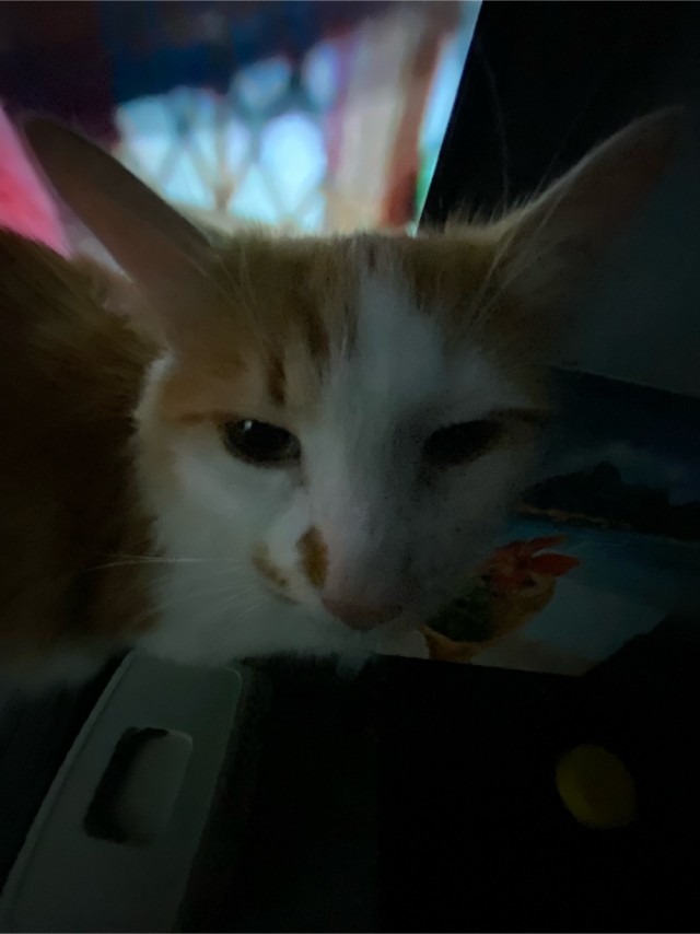 Я понимаю, что не котовторник.