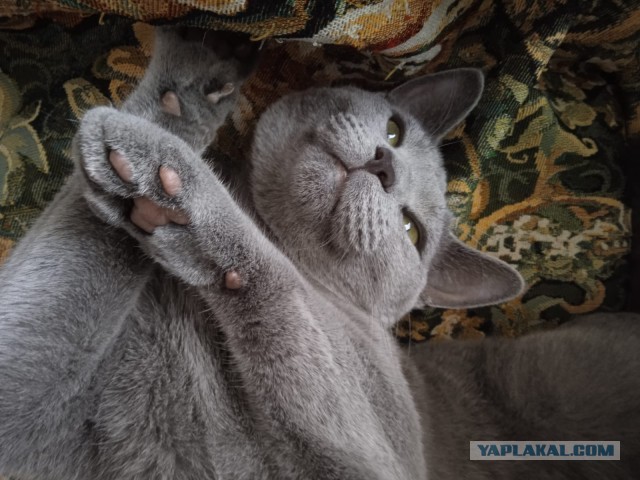 Смириться с котом