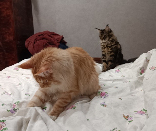 А как вы спите с котиком?
