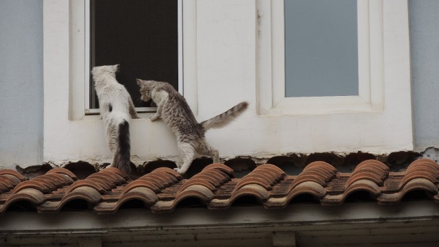 Стамбульские коты