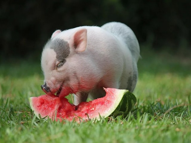 Ты — не ты, когда голоден!