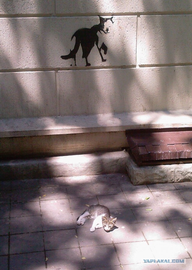 Котовторник 26.03.2013
