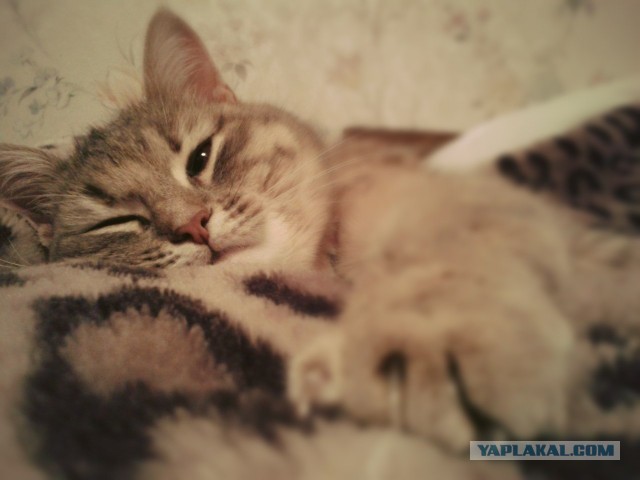 Котовторник 09.04.2013