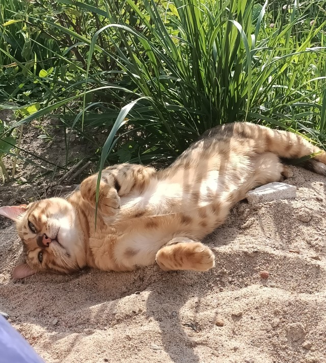 Котовторнику посвящается. Счастья привалило