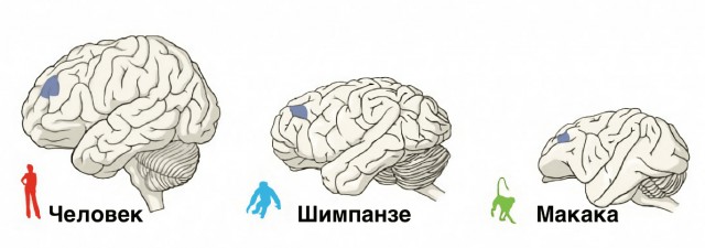 Почему у приматов мышцы растут самостоятельно без тренировок и белковой диеты?