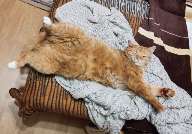 Кошки защищают хозяев от болезней — учёные