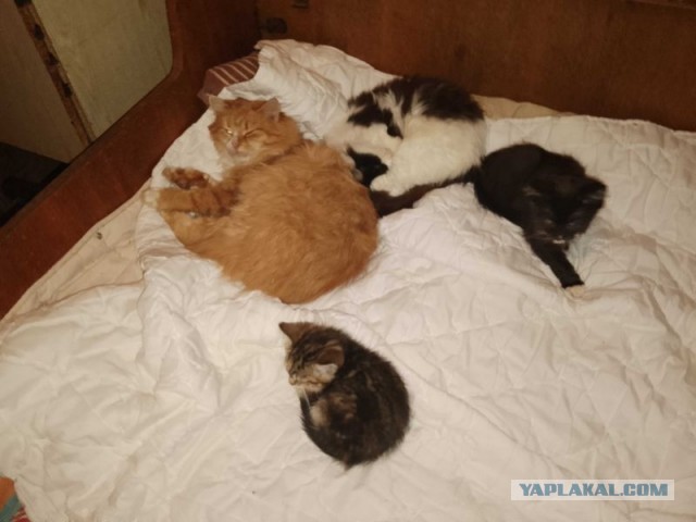 Жизнь домашнего приюта для котеек 472