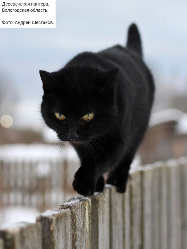 Коты деревенской породы