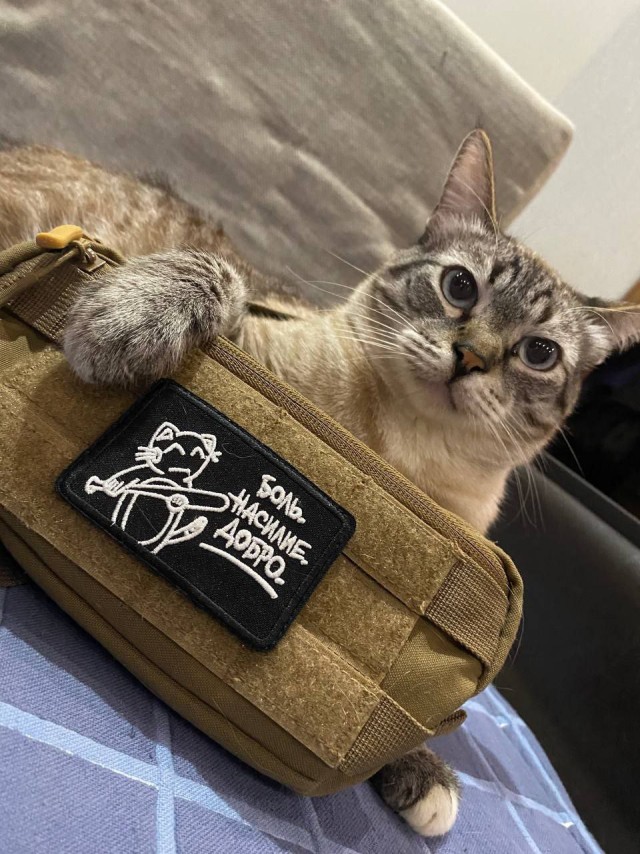Котовтоник в картинках