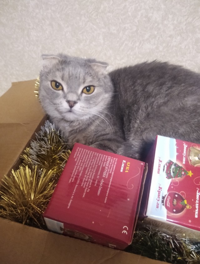 Котовторник 31.12.2024. Последний котовторник года