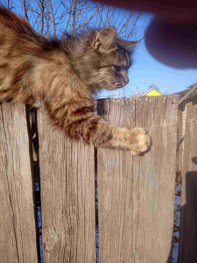 Котовторник продолжается