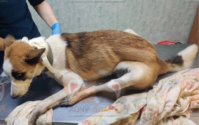 Спасение НЕ хаски - голубые глазки