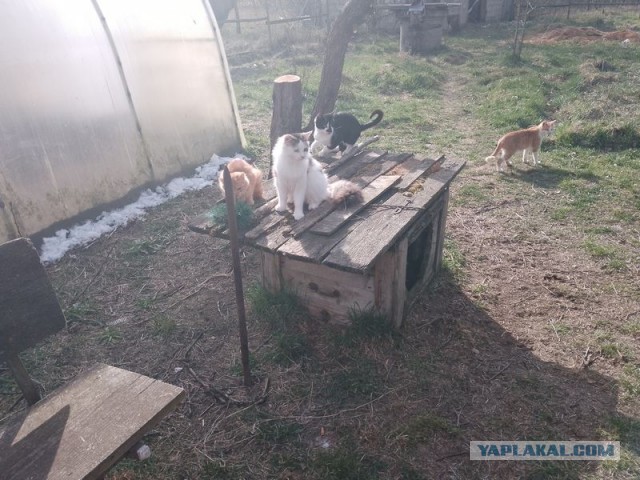 Жизнь домашнего приюта для котеек 539