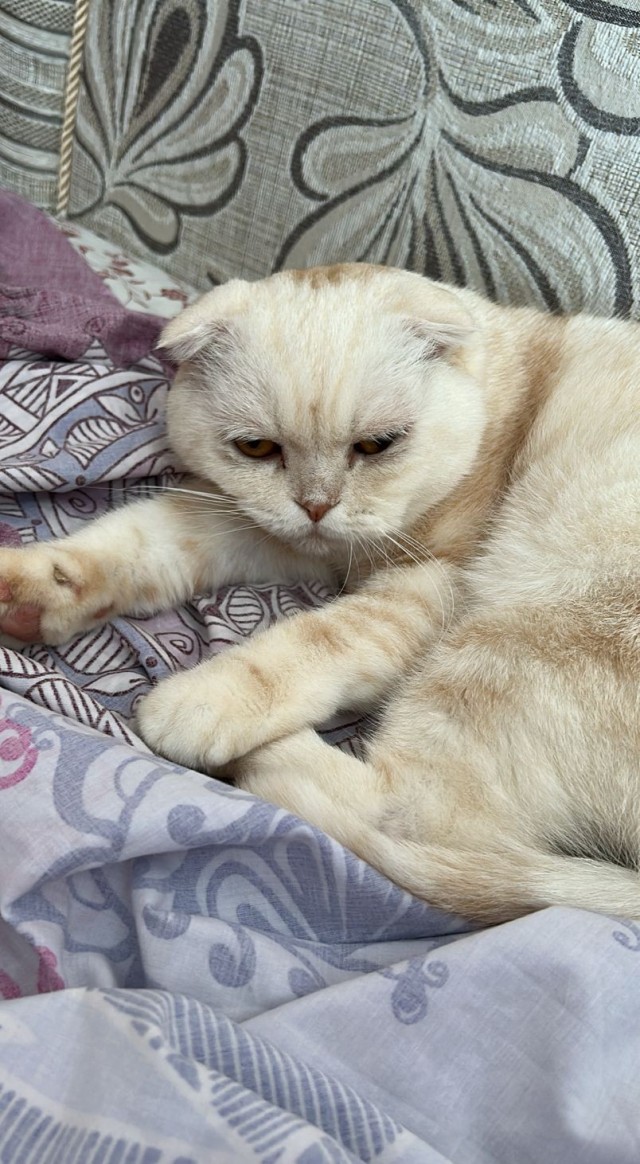 Котовторник
