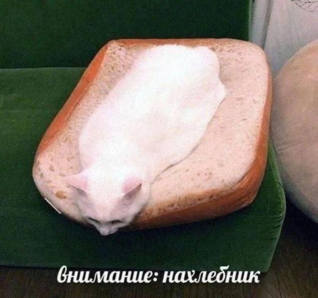 Деградильня
