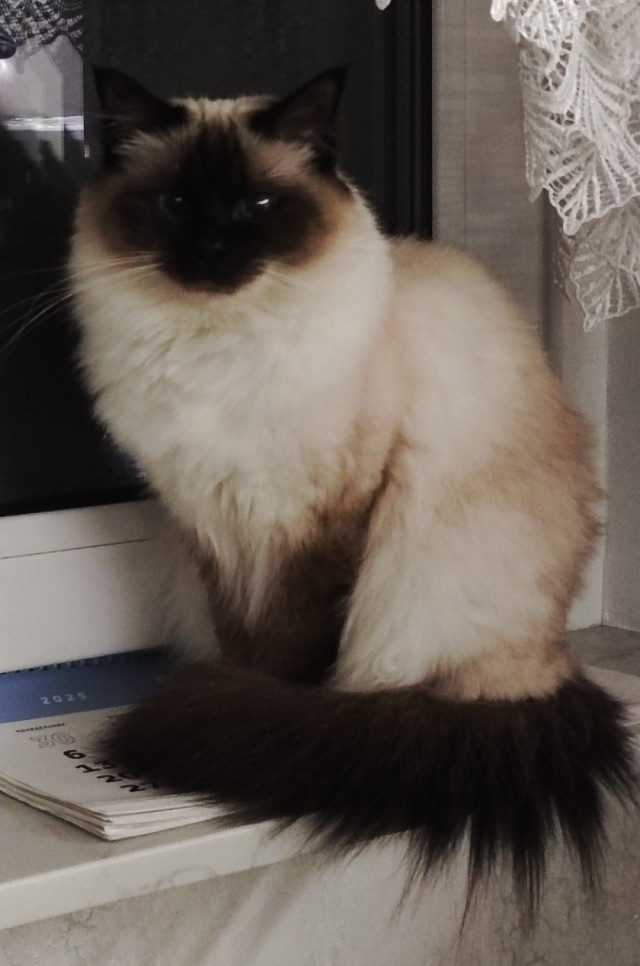 Раб в квадрате. Котовторник же.