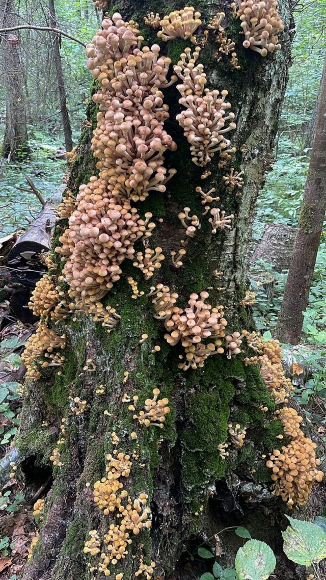 Прикольные и просто красивые картинки 18.07.2025