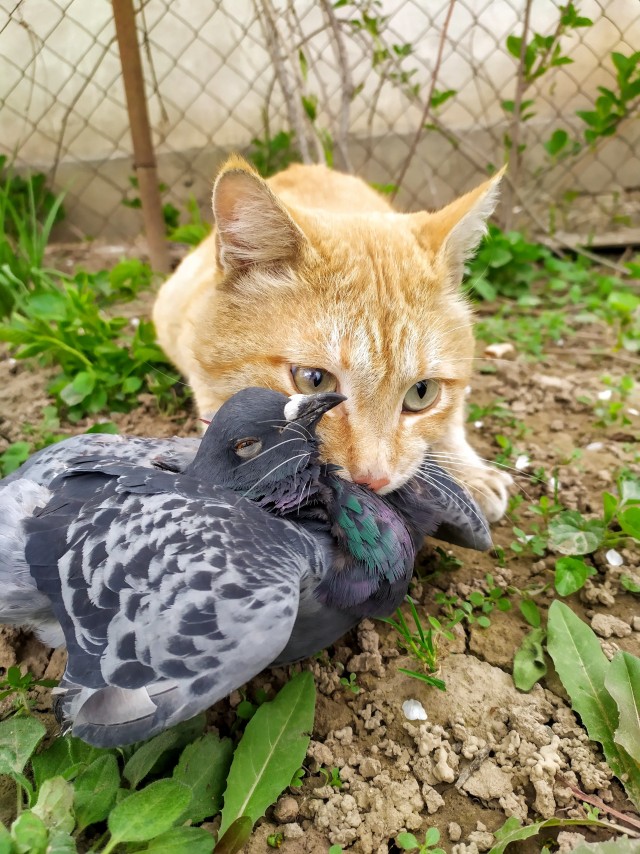 Котики милые..)