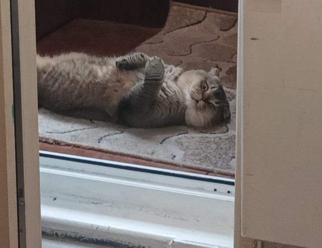 Котовторник