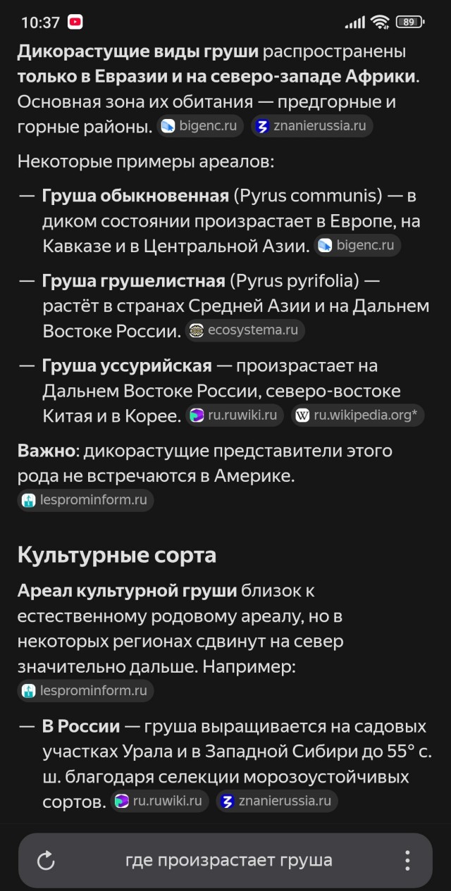 Груша деликатес!