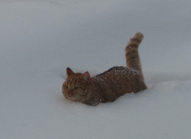 Идите нафиг с этой вашей зимой