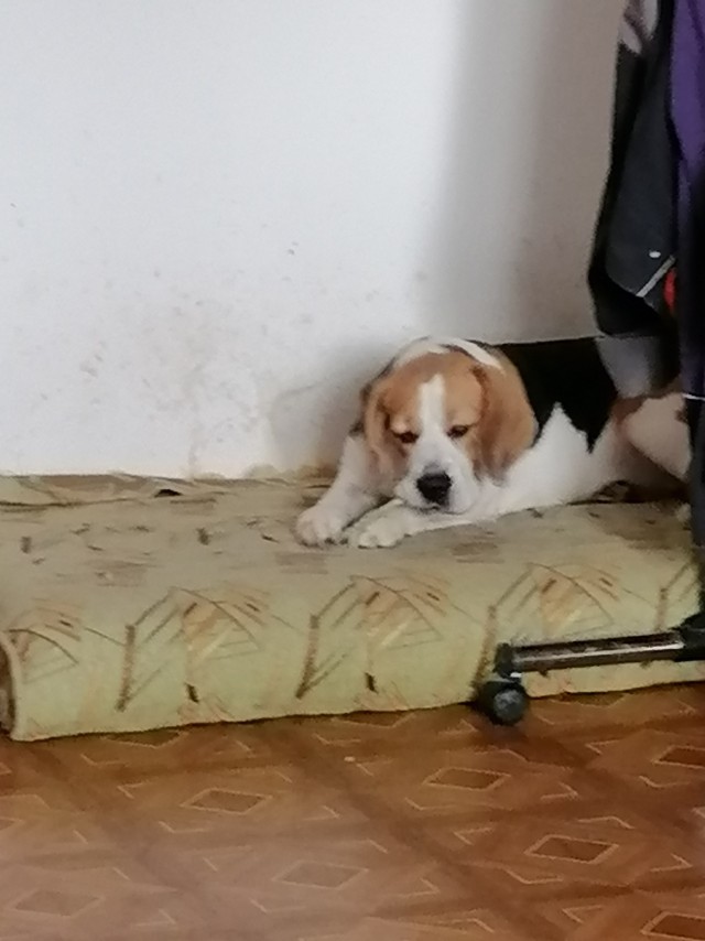 Собакочетверг
