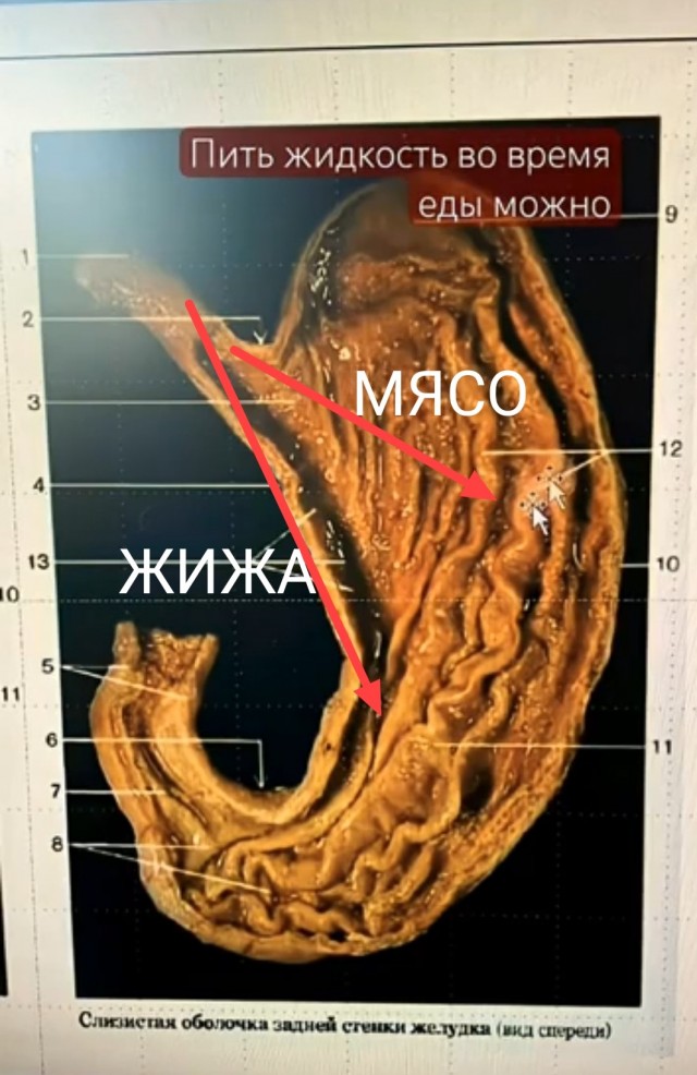 Почему жидкость, которой вы запиваете, не смешивается с едой в желудке