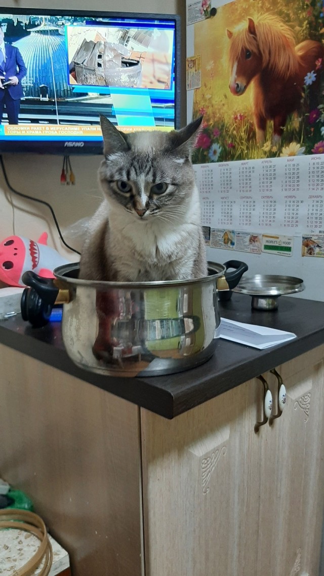 Степана вам в котовторник