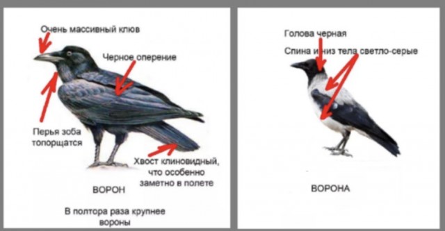 Городская ворона или ворон.