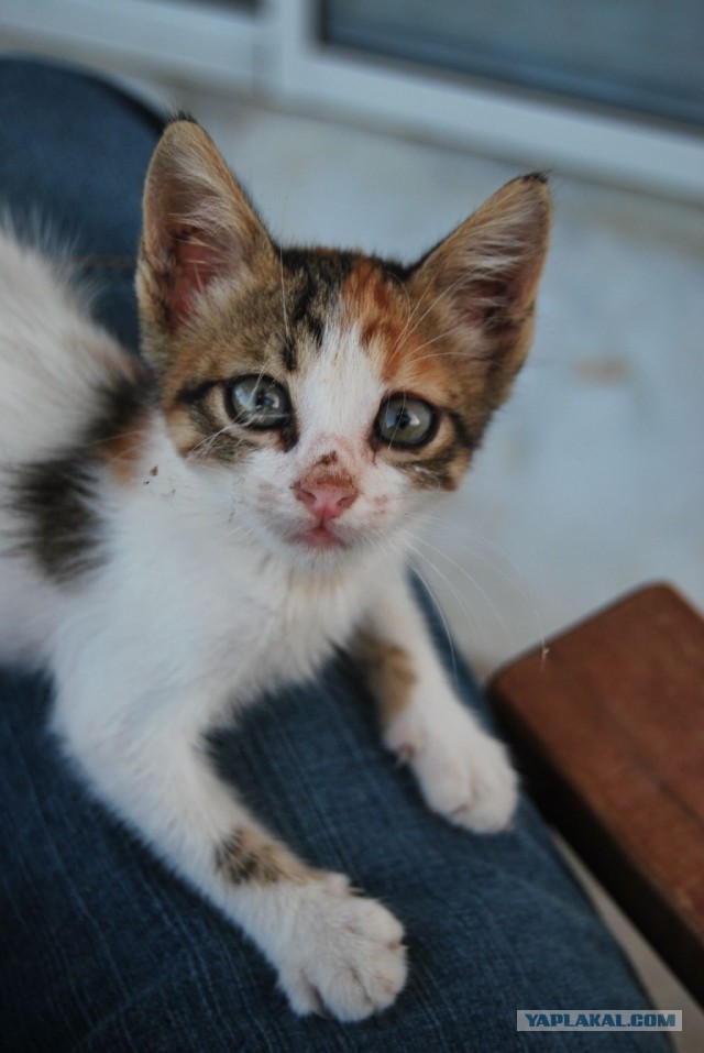 Спасение котейки