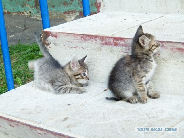 Котовторник   27.08.2013