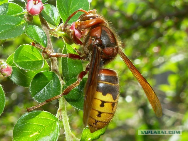 Шершень (Vespa crabro)