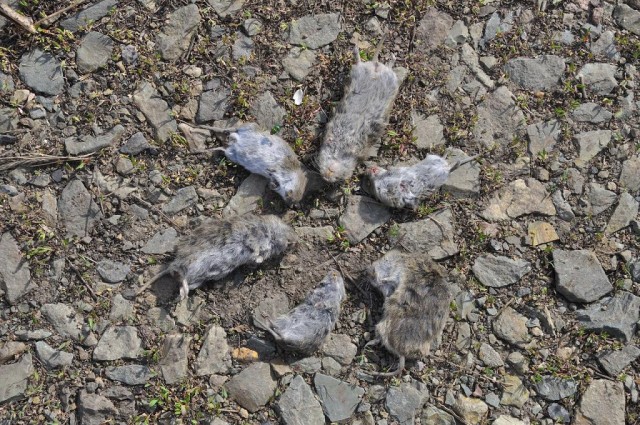 Вышел утром на крыльцо.