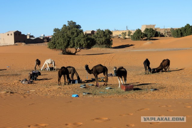 Новогодняя ночь в пустыне Сахара