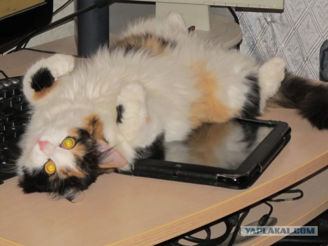 Невероятные приключения котика в доме программиста