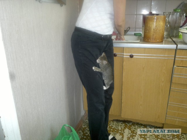 Котовторник 29.04.14.