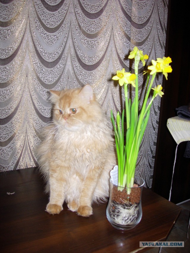 Котовторник 24.06.2014