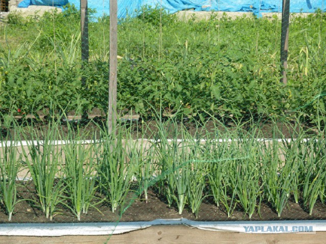 Чем мы бесим Америку и страдальцев по фуагра,