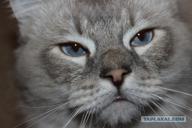 Котовторник 23.12.2014