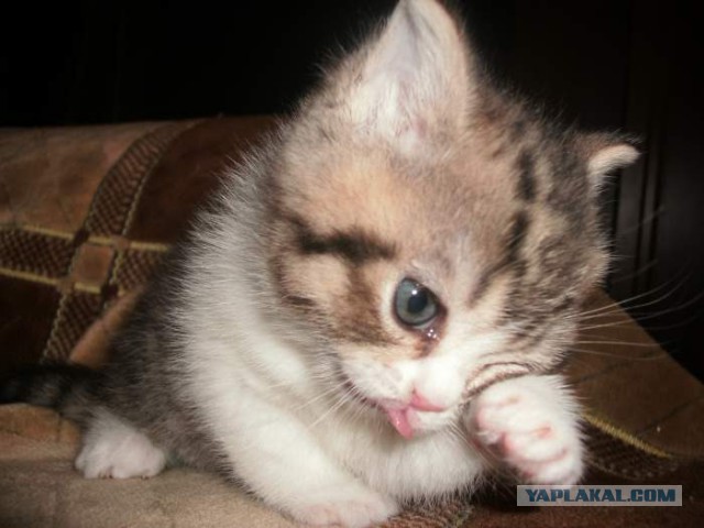 Эхо войны....