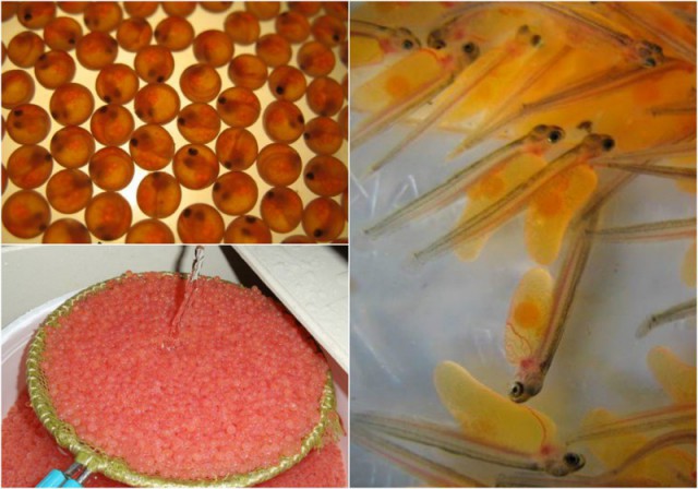 Как выращивают форель в Адлере