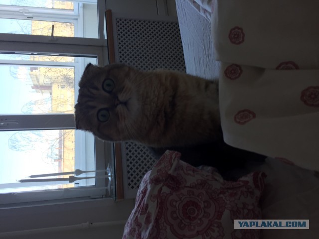 Котовторник 31.03.2015