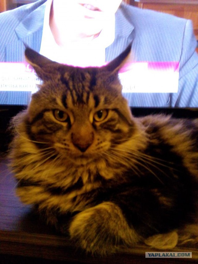 Котовторник