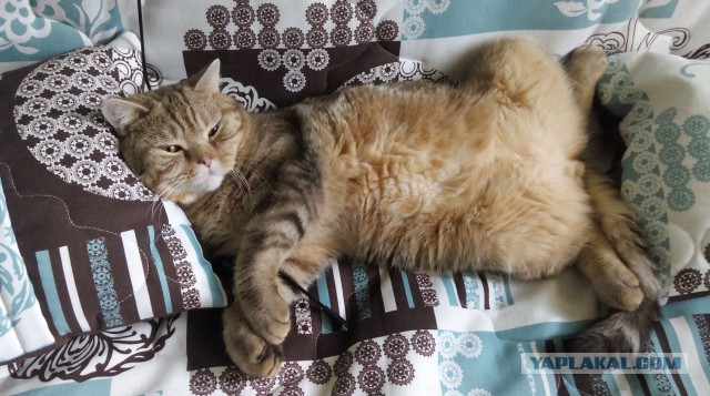 Котовторник 04.08.2015