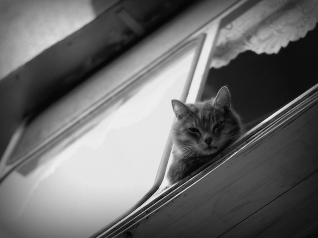 Котовторник