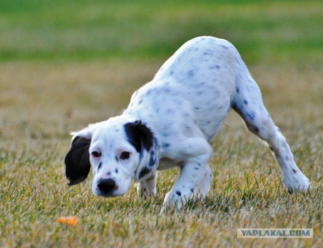 Собакочетверг